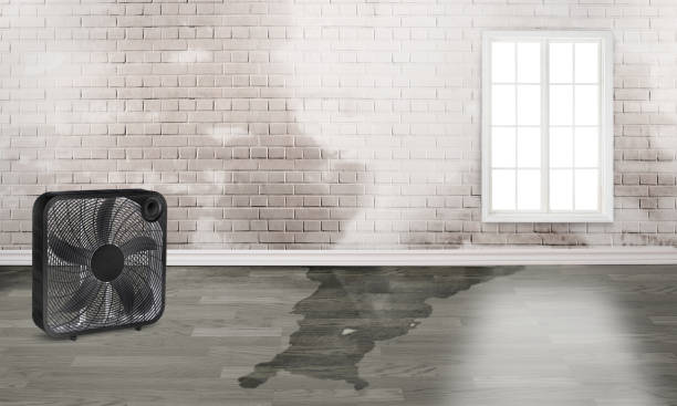 Best Water damage repair service  in Minster, OH